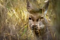 schilft tief im Schilf