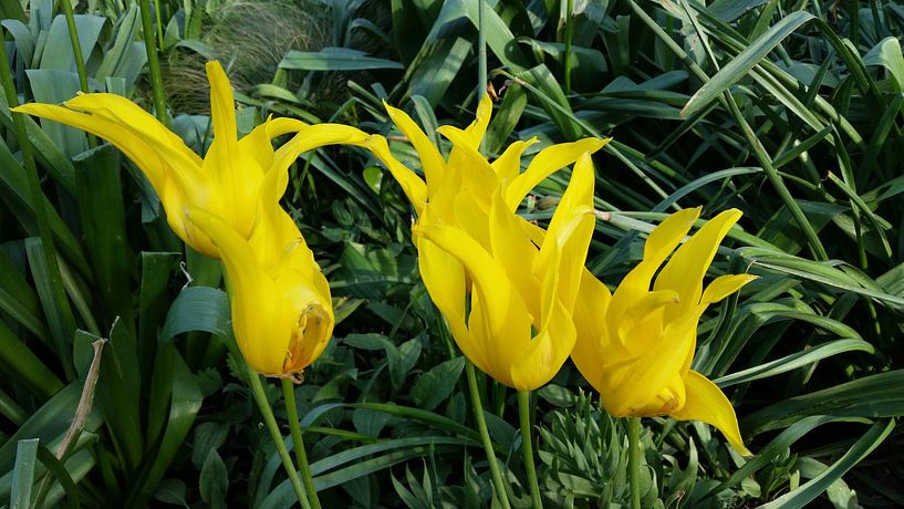 gele tulp  by Mr.Passionflower