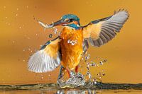 Kingfisher...