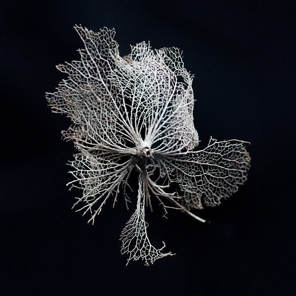 squelette d'une feuille d'hortensia par Klaartje Majoor