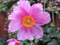 Autumn anemone in the rain