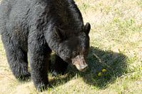 L'ours noir au Canada