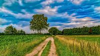 Overcast over a sandy path