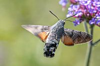 Kolibri-Schmetterling schnuppert am Honig.