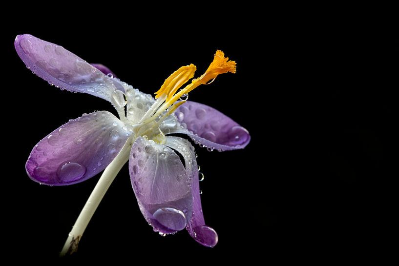 Niederländische Frühlingsblume. von AGAMI Photo Agency