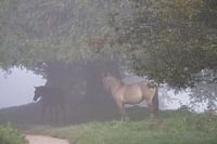 Chevaux (chevaux Konik) dans la brume