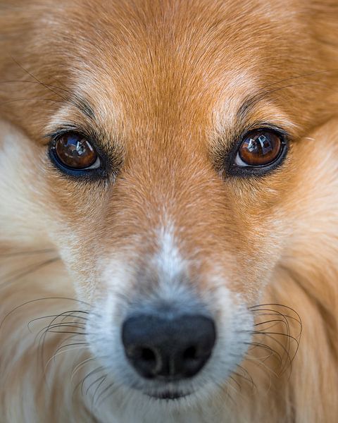 Blickkontakt Hund von Jefra Creations