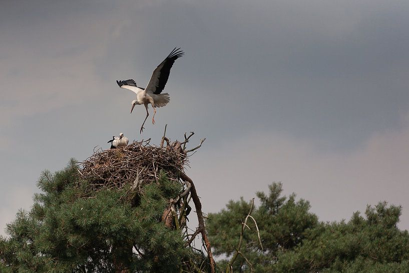 Haut dans le ciel : les cigognes nichent à la cime des arbres par Arthur van Iterson