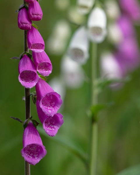 Foxglove in the forest. by Ronald Harmsen