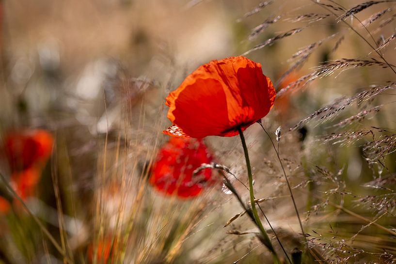 Un champ de coquelicots dans la lumière du matin par Kurt Krause