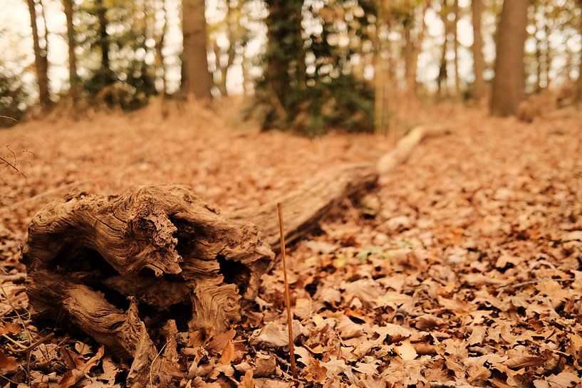 Stamm von Colin van der Bel