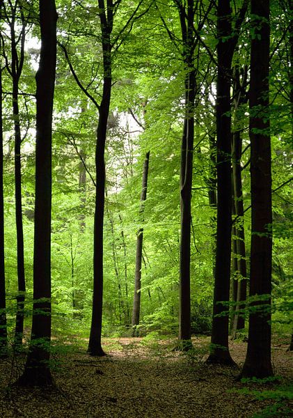 Licht zwischen den Bäumen im Wald von Corinne Welp