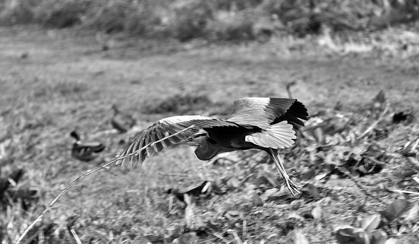 héron volant noir et blanc par joyce kool