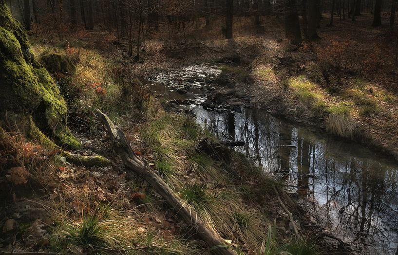 im dunklen Wald von Dieter Beselt