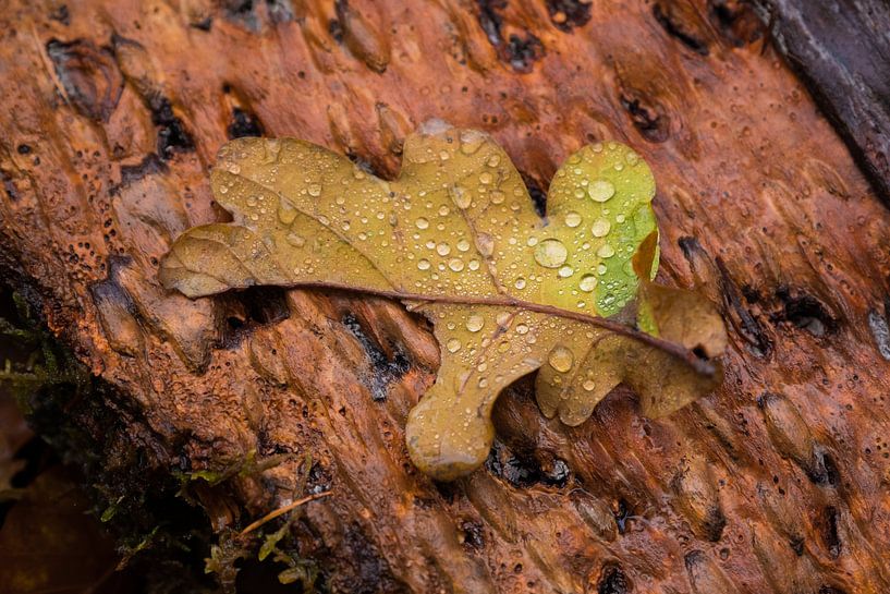 Feuille d'automne avec des gouttes d'eau par Moetwil en van Dijk - Fotografie