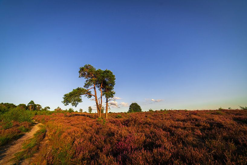 Baum und Moor Holterberg von Arnold van Rooij