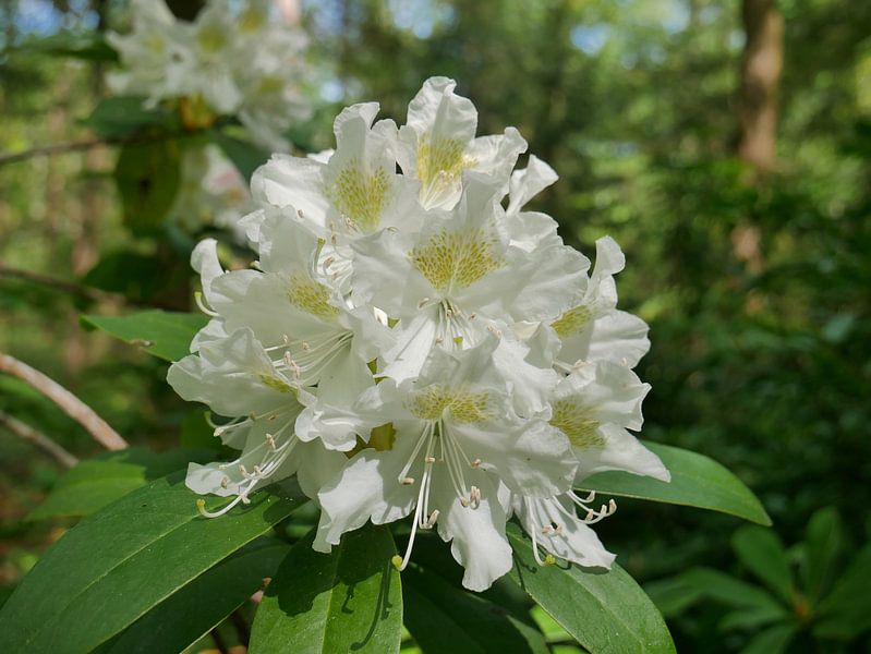 Flower of a white rhododendron by Wim vd Neut
