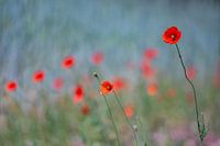 Field of poppies