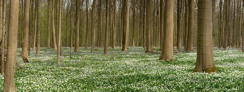 Hallerbos auf einem Blumenteppich von Toon van den Einde