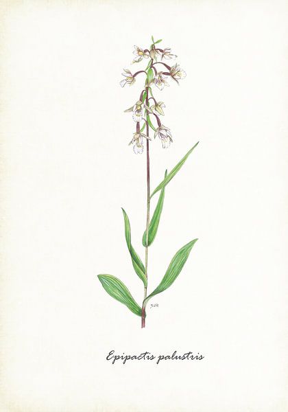 Orchis guêpe des marais par Jasper de Ruiter