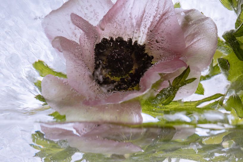 Anémone dans de la glace cristalline 1 par Marc Heiligenstein