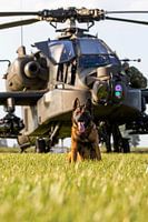 Un chien de la sécurité de l'armée de l'air a sécurisé un hélicoptère Apache.