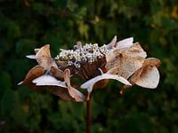 Hydrangea in winter wonderland
