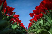 Red tulips in spring