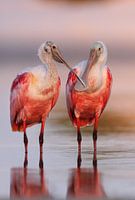 Rode Lepelaars in ochtendlicht, Florida, Verenigde Staten