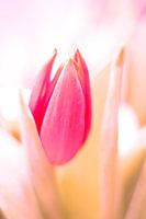 Tulpe