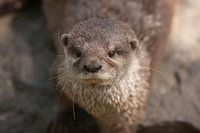 Portret otter