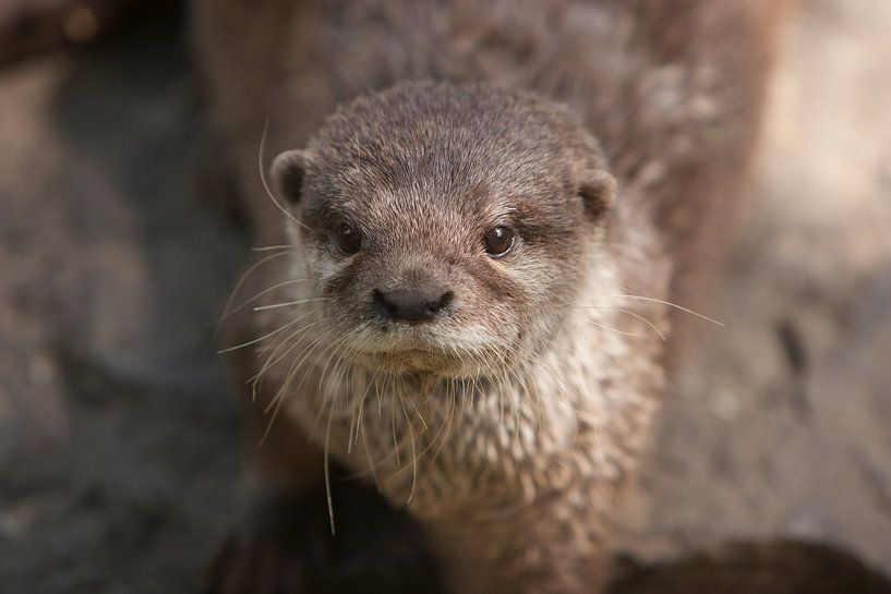 Portret otter par Renate Peppenster