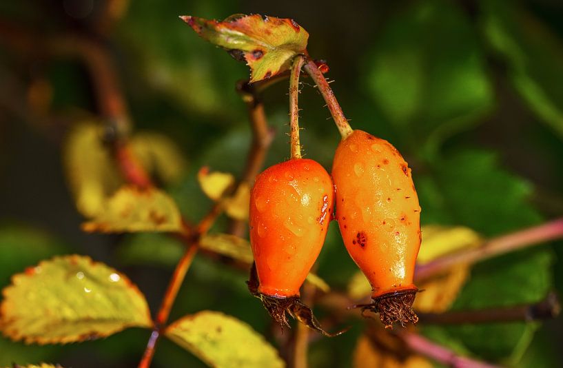Des cynorrhodons orange dans le jardin par ManfredFotos