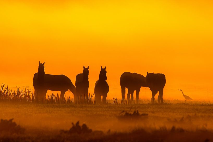 Pferde im Nebel bei Sonnenaufgang von Alex van den Akker