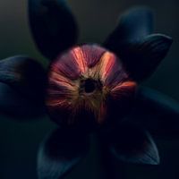 Dahlia in the evening light