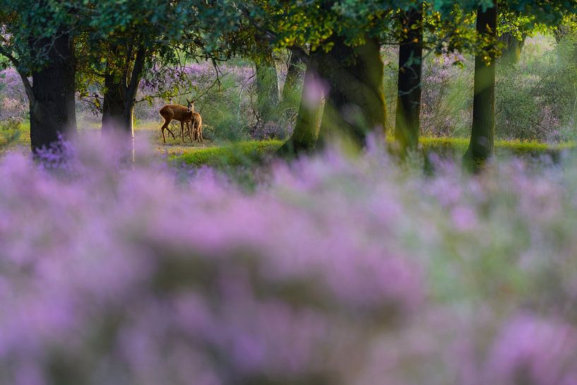Comme dans un conte de fées Chèvre et veau par Remco Van Daalen