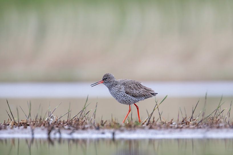 Schildkröte von Tanja van Beuningen
