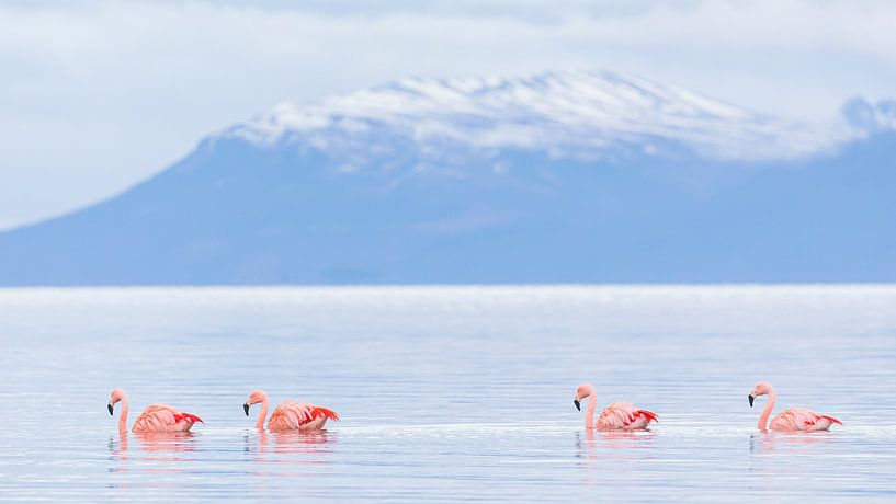 Flamingos in den Bergen von Lennart Verheuvel