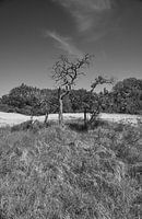 Quackjeswater in Voornes Duin