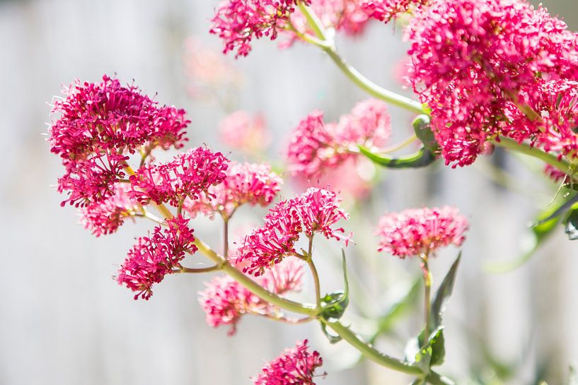 Pink flowers on the French coast by Evelien Oerlemans