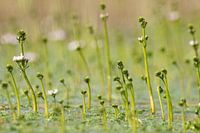 Waterviolier sehen Sie mehr und mehr