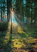 Sunbeams thru the woods