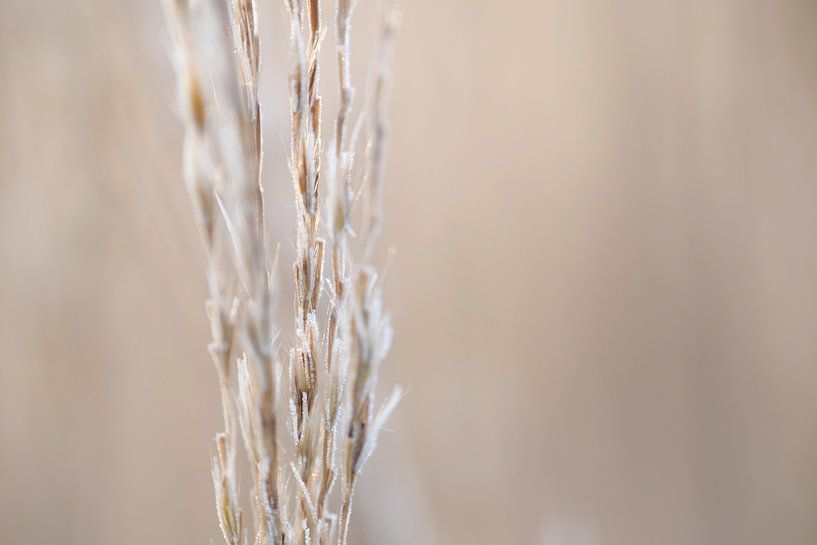 Weich und kalt von Miss Antenna