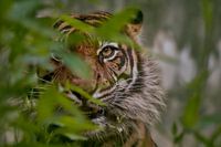 Peak-a-boo - I see you