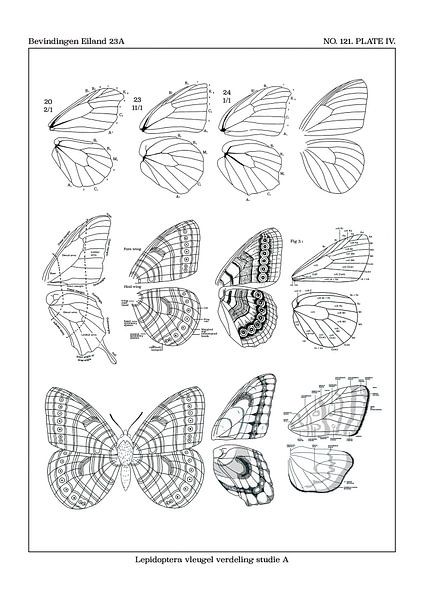Vleugel studie A van Zoë Hoetmer