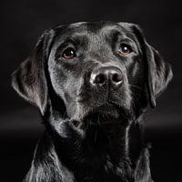 Schwarzer Hund, Labrador Retriever