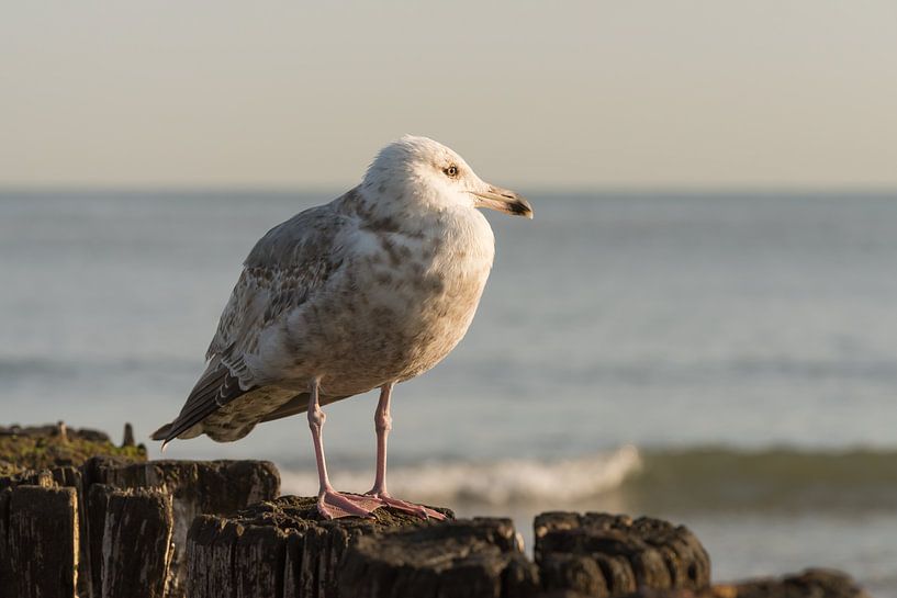 Möwe blickt auf den seeländischen Strand von Cadzand von Marjolijn van den Berg