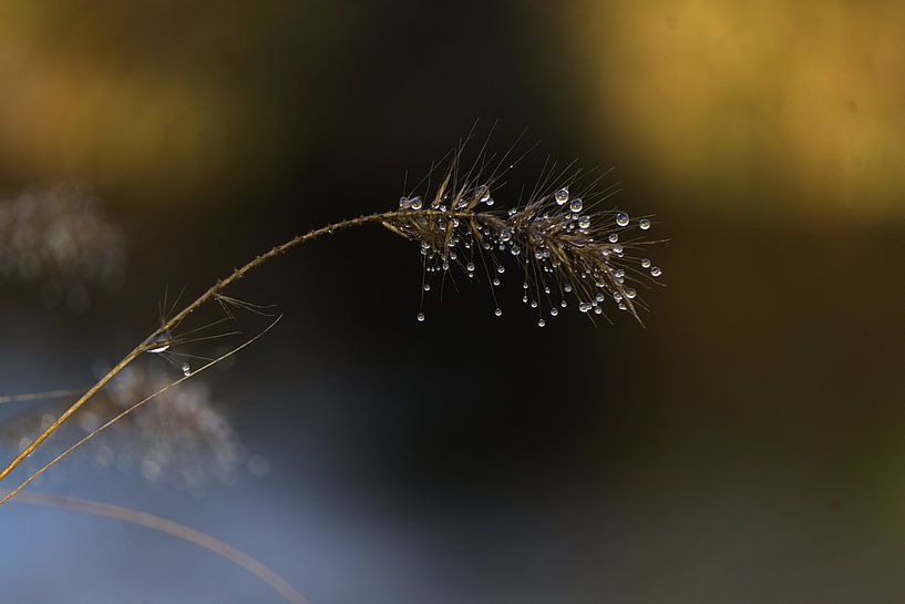 Grauer Star mit Tropfen 2 von joyce kool