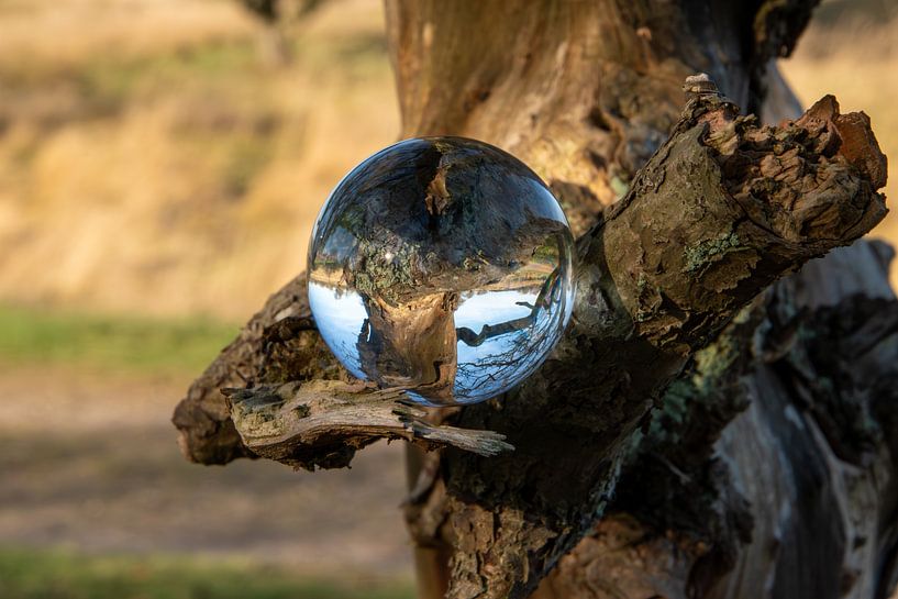 Tree stump in a glass ball by Jan Klijn