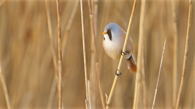 Roseau barbu par Erik Veldkamp